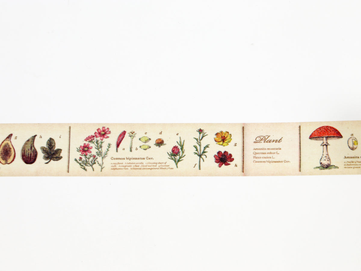 mt ex Encyclopedia of Plants