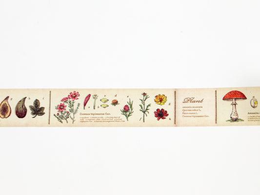 mt ex Encyclopedia of Plants