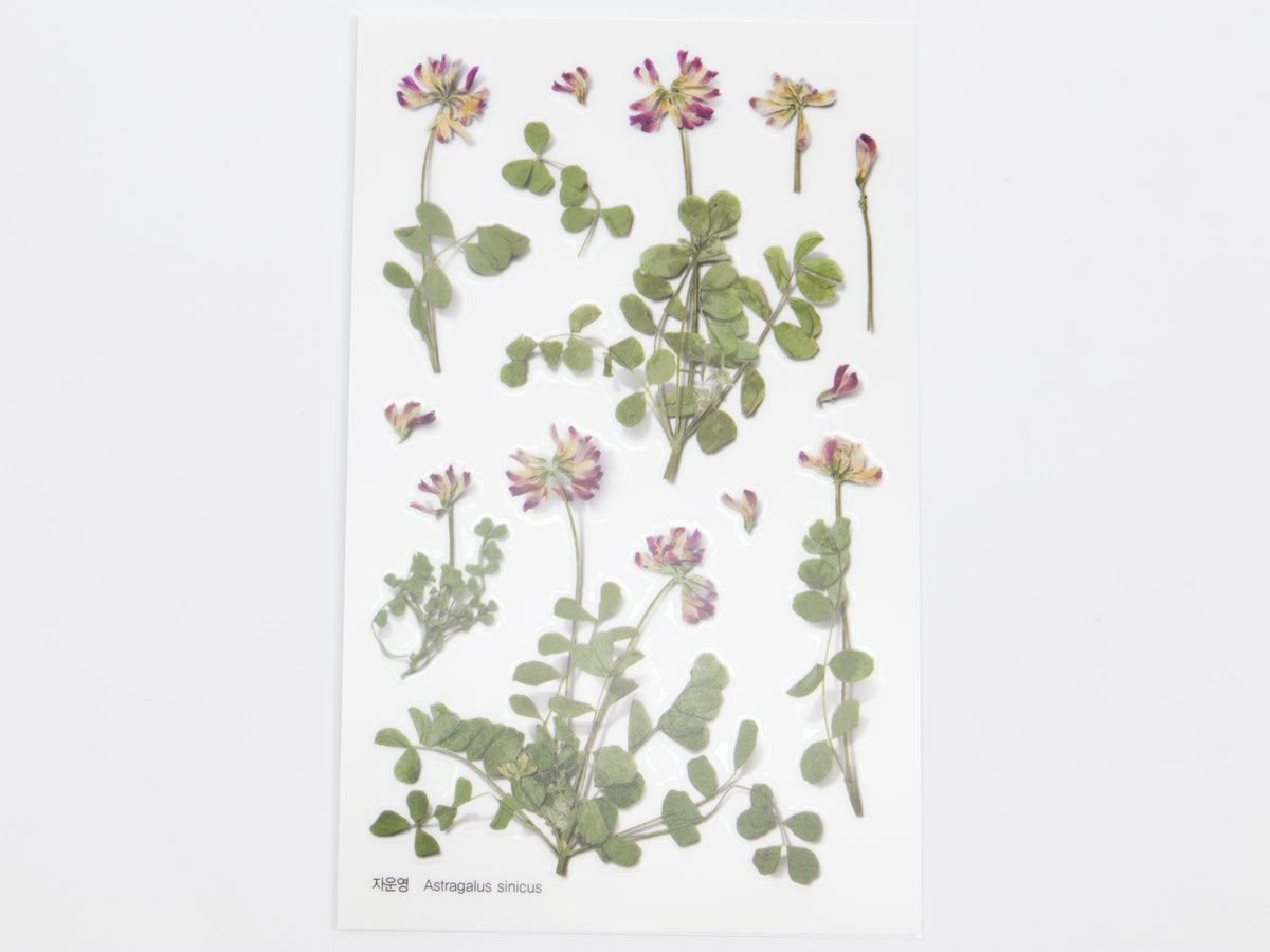 Appree Pressed Flower Stickers